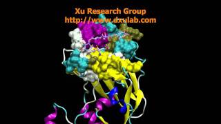 MD Simulation of H5N1 Influenza Virus [upl. by Ymor577]