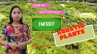 How to Propagate and Care Emersed Aquatic Plants for Extra Income [upl. by Oirad]