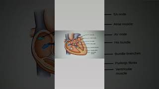 Conduction system of heart ll Quick revision of conduction system of heartheart nursingscience [upl. by Anaiv951]