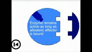 Enzymes amp allosteric regulation  Biofundamentals [upl. by Sheppard]