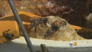 Son Says Mom Will Survive Africanized Bee Swarm Attack [upl. by Dickie]