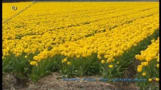 Colourful tulip fields in Holland [upl. by Netaf271]