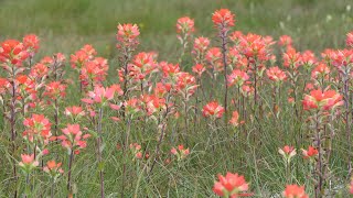 Texas Paintbrush flowers sway in the wind [upl. by Reisch]