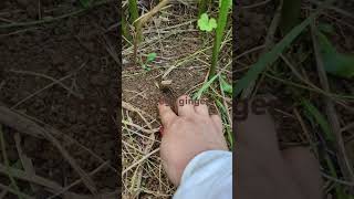 Myoga ginger sa garden vegetables plants shortsvideo [upl. by Sande178]