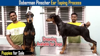 Doberman Pinscher Ear taping Process in Tamil  Ramlakshmis Kennel  Dreamer Paul Vlog [upl. by Rosenberger]