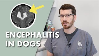 Encephalitis In Dogs Symptoms Causes Diagnosis and Treatment [upl. by Ahola]