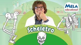 Lo scheletro  Renato lo scienziato Educational MelaEducational [upl. by Stephan535]