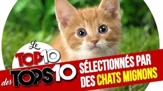 TOP 10 des TOPS 10 sélectionnés par des CHATS MIGNONS [upl. by Mcclenaghan356]