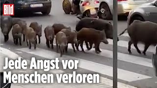 Rom Wildschweine laufen durch die Innenstadt [upl. by Aziram]