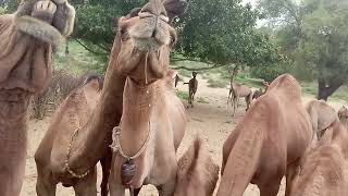 Camel walking thar Desert beautifull scene nature lover of camellife ll animal lover [upl. by Sybyl528]