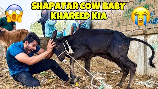 KHATARNAK COW BABY NE ATTACK KARDIA😱 2 BACHE KHAREED LIE  MISHKAT KHAN [upl. by Anaibib188]