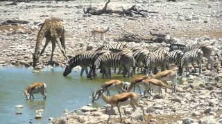 Drinkende zebras  springbokken  giraf  olifant in het Etosha National Park in Namibië [upl. by Iadahs]