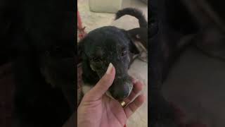 Dogs 🐕 Cute 🥰 doglover dogs animals funnykiki petowner dogowner [upl. by Annawot]