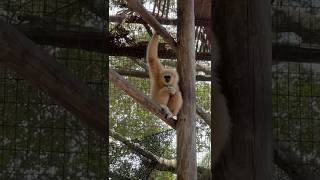 Kasem our whitehanded gibbon enjoying wildlife🥥🌴 [upl. by Elfont]