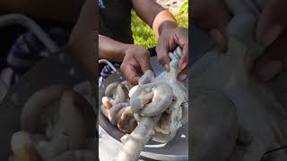 The Secret Technic of Grilled Pig Intestine countrysidefood countryfoods [upl. by Aneekas]