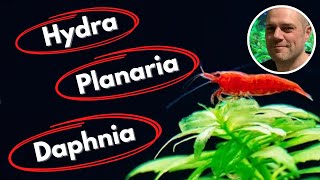 Common Shrimp Tank Pests and How to Deal With Them  PLANARIA HYDRA DETRITUS WORMS AND MORE [upl. by Nomelihp]