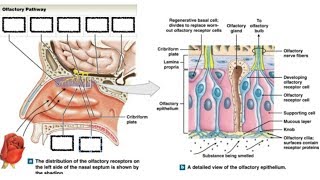 Olfactory Pathway  cellular components of olfactory epithelium by DrAbhishek kumar [upl. by Platt403]