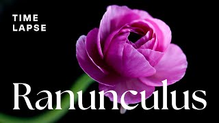 Timelapse Watch Ranunculus Flowers Bloom  Spring Flowers [upl. by Jochbed]