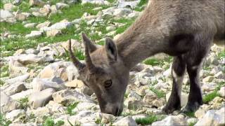 Bouquetins des Alpes [upl. by Hoye]