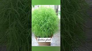 kochia plant how to grow kochia from seeds garden houseplants shortvideo [upl. by Anelis]