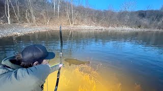 Cold Water Nocturnal Bowfishing Hunting Big Fish [upl. by Eidod]