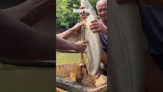 Happy 😃 fishing cambodia fish 2024 pleasesubscribe khmer youtubevideo [upl. by Sairu314]