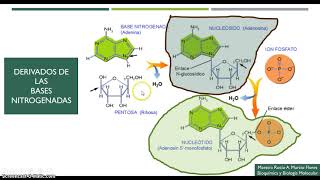 Metabolismo de los nucleótidos [upl. by Shurwood]