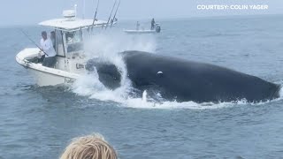 Whale capsizes boat fishing in Portsmouth Harbor off the New Hampshire coast [upl. by Arrec]