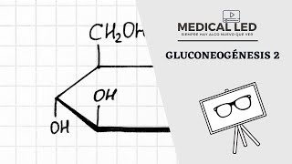 GLUCONEOGÉNESIS Parte 2 Estequiometría y regulación [upl. by Melise231]