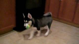 My puppy Husky first day home [upl. by Lewin]