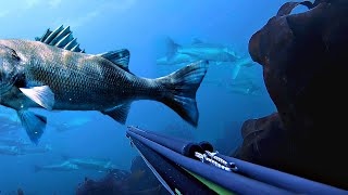 Top 20 Spearfishing Moments [upl. by Main]