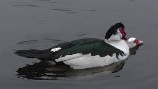 Muscovy Ducks Mating [upl. by Jaret]