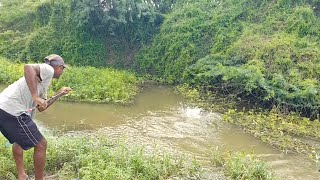 Catching grass carp fish amp Rohu fish [upl. by Sylas839]