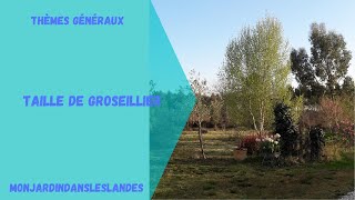 Comment tailler les groseilliers  Monjardindansleslandes [upl. by Harrie]