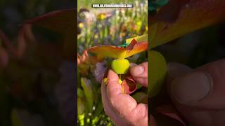 Are my Sarracenia seed pods ready carnivorousplant gardening pitcherplant [upl. by Fawne855]