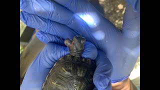 I took this huge cyst off a Red Eared Slider  Turtle Abscess fieldsurgery terrapins turtle [upl. by Viridissa329]