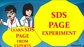 SDS PAGE experiment How to perform SDS PAGE in a lab  How to make SDS PAGE gel  How to run SDS [upl. by Dynah]