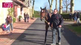 RDE 2014  Motivator  Haras du Quesnay [upl. by Tigram]