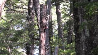 Canto cria carpintero negro Chile  Magellanic woodpecker [upl. by Benisch]