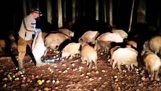 Wild Boar Sows amp Piglets Being Fed Lithuania [upl. by Syhr]