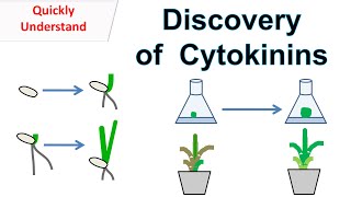 Discovery of Cytokinins  Function of cytokinins [upl. by Nuoras]