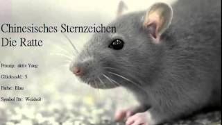 Chinesisches Sternzeichen die Ratte und ihre Eigenschaften Ratten sind geborene Familienmenschen [upl. by Ahsitram804]