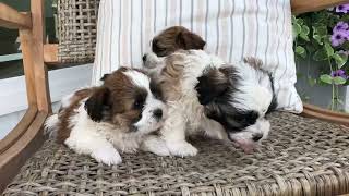 Renleys Shichon Puppies Shihtzu Bichon Puppies Timbercreekpuppies Teddybear puppies [upl. by Chaudoin]