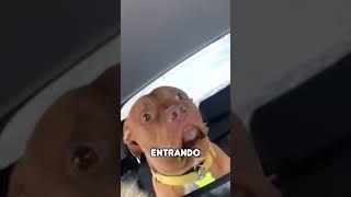 Perro Asustado en Coche shorts [upl. by Ydennek]