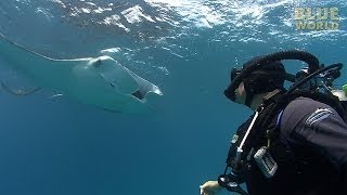 Manta Ray Feeding Frenzy  JONATHAN BIRDS BLUE WORLD [upl. by Caddaric]