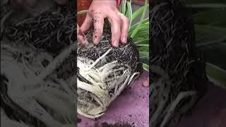 Tuto Jardinage chlorophytum Comment faire lEntretien et larrosage Plantes vertes dintérieur [upl. by Harwill]