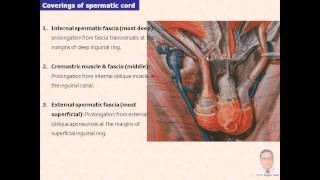 Magdy SaidAnatomy SeriesAbdomen8spermatic cordv1 [upl. by Acenom]