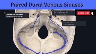 Paired Dural Venous Sinuses  Transverse  Sigmoid  Superior Petrosal  Inferior Petrosal  Others [upl. by Munt]