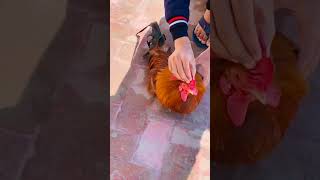 Nervous disorder in chickenchicken youtubeshorts vet viral [upl. by Jolynn205]