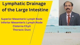 Lymphatic Drainage of the Large Intestine [upl. by Eide]